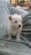 West Highland White Terrier Puppies for sale in Kentucky Dam, Gilbertsville, KY 42044, USA. price: $500