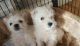 West Highland White Terrier Puppies for sale in Bloomfield Ave, Bloomfield, CT 06002, USA. price: $500