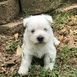 West Highland White Terrier Puppies for sale in Austin St, Queens, NY, USA. price: NA