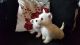 West Highland White Terrier Puppies for sale in Michigan Ave, Inkster, MI 48141, USA. price: NA