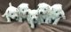 West Highland White Terrier Puppies for sale in Alaska Range, Alaska, USA. price: NA