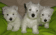 West Highland White Terrier Puppies for sale in Wills Point, TX 75169, USA. price: NA