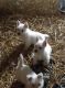 West Highland White Terrier Puppies for sale in Paris, TX 75461, USA. price: NA