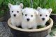 West Highland White Terrier Puppies for sale in Colorado Springs, CO, USA. price: $400