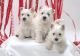 West Highland White Terrier Puppies for sale in New Orleans, LA, USA. price: NA