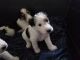 West Highland White Terrier Puppies for sale in Marysville, WA, USA. price: $230