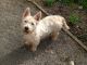 West Highland White Terrier Puppies for sale in Columbus, OH, USA. price: NA