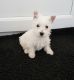 West Highland White Terrier Puppies for sale in Michigan Ave, Inkster, MI 48141, USA. price: $500