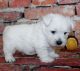 West Highland White Terrier Puppies for sale in Seattle, WA, USA. price: $650