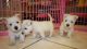 West Highland White Terrier Puppies for sale in Columbus, OH, USA. price: NA