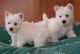West Highland White Terrier Puppies for sale in Escondido, CA, USA. price: NA