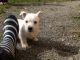 West Highland White Terrier Puppies for sale in Delaware St, Huntington Beach, CA 92648, USA. price: NA