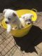 West Highland White Terrier Puppies for sale in Wills Point, TX 75169, USA. price: NA