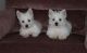 West Highland White Terrier Puppies for sale in Tecate, CA 91987, USA. price: NA