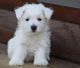 West Highland White Terrier Puppies for sale in Mound, MN 55364, USA. price: $500