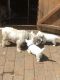 West Highland White Terrier Puppies for sale in Anchorage, AK 99515, USA. price: $450