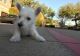 West Highland White Terrier Puppies for sale in Glastonbury, CT, USA. price: NA
