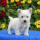 West Highland White Terrier Puppies for sale in Jacksonville, FL 32238, USA. price: NA
