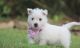 West Highland White Terrier Puppies for sale in Bozeman, MT, USA. price: NA