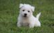 West Highland White Terrier Puppies for sale in West Lafayette, IN, USA. price: $500