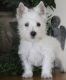 West Highland White Terrier Puppies for sale in Jacksonville, FL, USA. price: NA