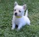 West Highland White Terrier Puppies for sale in Rice, MN 56367, USA. price: $500