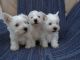 West Highland White Terrier Puppies for sale in 10001 US-4, Whitehall, NY 12887, USA. price: NA