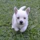 West Highland White Terrier Puppies for sale in Brunswick, OH 44212, USA. price: NA