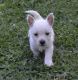 West Highland White Terrier Puppies for sale in Salem, OR, USA. price: NA