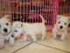 West Highland White Terrier Puppies for sale in Olympia, WA, USA. price: NA