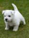 West Highland White Terrier Puppies for sale in Las Vegas, NV, USA. price: NA