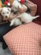 West Highland White Terrier Puppies for sale in Seattle, WA 98109, USA. price: $500