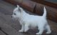 West Highland White Terrier Puppies for sale in Abbeville, SC 29620, USA. price: $500