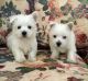 West Highland White Terrier Puppies for sale in Los Angeles, CA 90012, USA. price: NA