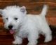 West Highland White Terrier Puppies for sale in Shawnee, OK, USA. price: NA