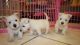 West Highland White Terrier Puppies for sale in Seattle, WA 98185, USA. price: NA