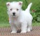 West Highland White Terrier Puppies for sale in Las Vegas, NV, USA. price: NA