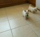 West Highland White Terrier Puppies for sale in Arlington, VA, USA. price: NA