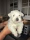 West Highland White Terrier Puppies for sale in S First Colonial Rd, Virginia Beach, VA 23454, USA. price: NA