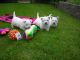 West Highland White Terrier Puppies for sale in Honolulu, HI 96826, USA. price: $650