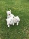 West Highland White Terrier Puppies for sale in Chattanooga, TN 37401, USA. price: NA