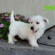 West Highland White Terrier Puppies for sale in Canton, OH, USA. price: $699