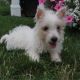 West Highland White Terrier Puppies for sale in Canton, OH, USA. price: $599