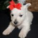 West Highland White Terrier Puppies for sale in San Francisco, CA, USA. price: NA