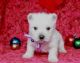 West Highland White Terrier Puppies for sale in State Hwy 295, Washington, DC, USA. price: NA