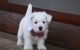 West Highland White Terrier Puppies for sale in Marlborough, MA, USA. price: $500