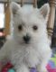 West Highland White Terrier Puppies for sale in Green Bay, WI, USA. price: $500