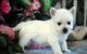 West Highland White Terrier Puppies for sale in Dover, DE, USA. price: NA