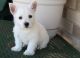 West Highland White Terrier Puppies for sale in Louisville, KY, USA. price: $650