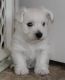 West Highland White Terrier Puppies for sale in California Ave, Windsor, ON, Canada. price: $350